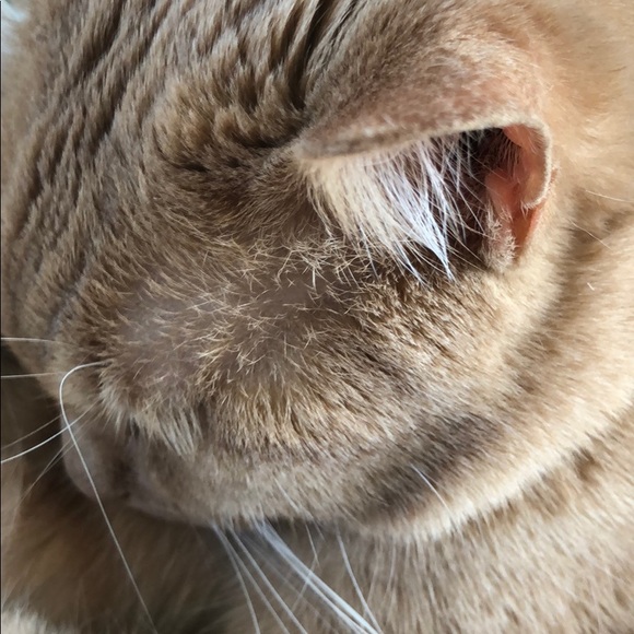 Meet your Posher, Pattie - Picture 4 of 4